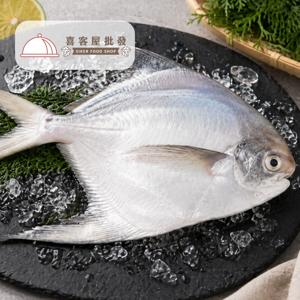 印度大白鯧(500/600g)