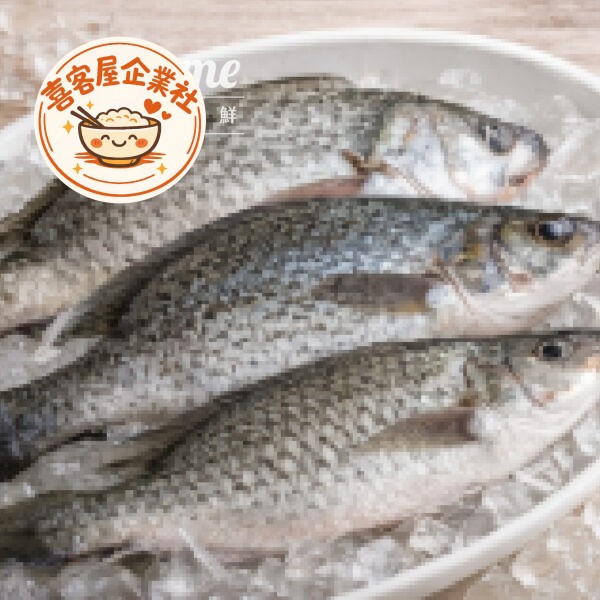 海水養殖吳郭魚