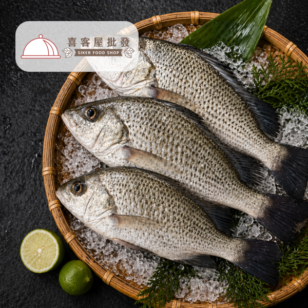 海水石鱸魚