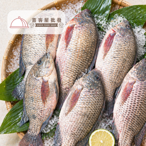 海水養殖吳郭魚