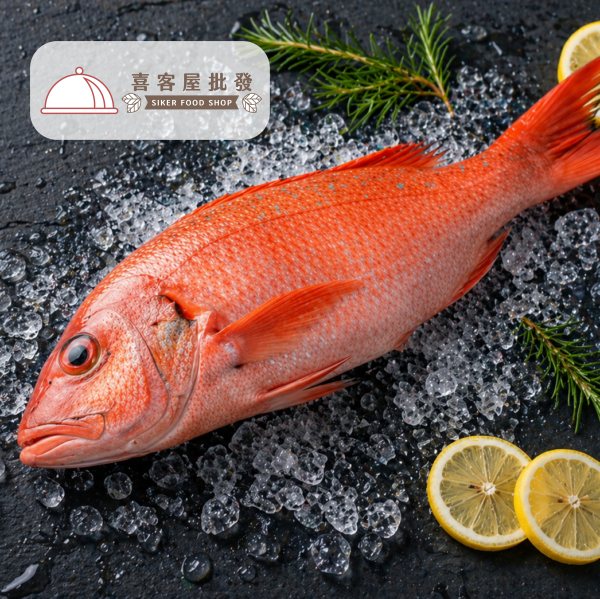 野生紅石斑魚